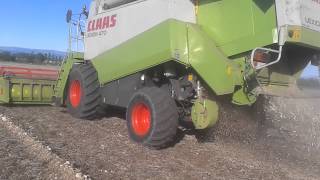 Claas lexion 470  cressoni crx soiaflex [upl. by Etnuaed992]