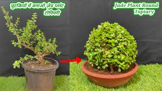 Round shape jade topiary कैसे बनाएं  How to make jade plant round topiary  ball shape jade topiary [upl. by Takashi]