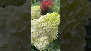 HYDRANGEA PANICULATA “MAGICAL SWEET SUMMER” hydrangea гортензия гортензія [upl. by Dorn]