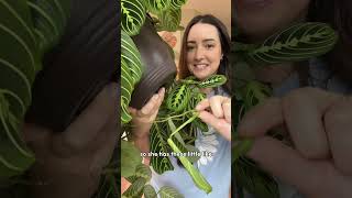 Cool Maranta Growth [upl. by Nitneuq821]