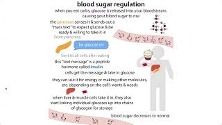 Some biochemistry of diabetes  insulin release amp response type 1 vs type 2 etc [upl. by Tellford]