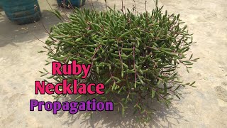 How to grow Ruby Necklace Ruby Necklace Succulent propagation in soil [upl. by Korie]