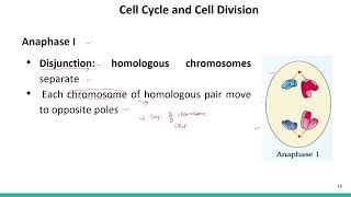 Cell Cycle and Cell Division Meiosis SATHEEMED swayamprabha medicalentranceexam [upl. by Honey92]