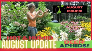 August Update  Sunflower Garden  David Austin Rose Garden  Aphids  Hot amp Humid Dry Spell [upl. by Tesler]