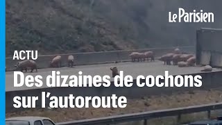 Espagne  des cochons sur une autoroute après une collision entre un camion et une voiture [upl. by Eugaet]