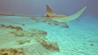 The Villages Scuba Club Cozumel Ep6 [upl. by Apfelstadt]