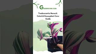 Tradescantia Nanouk Colorful Houseplant Care Guide garden houseplants [upl. by Changaris]