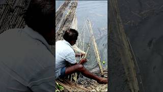 Stripping Jute Fibre Manually shorts [upl. by Keare]