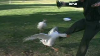 Angry geese attack people with cameras [upl. by Wade]