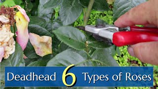 Deadhead 6 Types of Roses including Knockout [upl. by Buckler394]