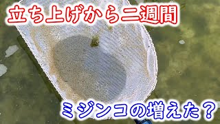 【めだか】ミジンコ水槽立ち上げから二週間 直後と現状を見比べてみた。Ｂ型おやじ [upl. by Oluas]