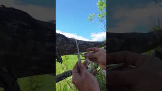 Learn the Farrimond Friction Hitch in 20 Seconds bushcraft knot [upl. by Benia210]