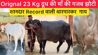 Orignal 23 Kg दूध की माँ की गजब झोटी 😘शानदार Record वाली थारपारकर गाय [upl. by Lekzehcey]