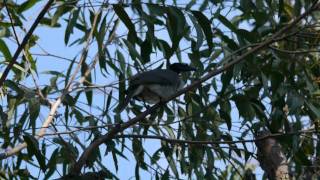 Noisy Friarbird Philemon corniculatus in Toohey Forest  Lärmlederkopf [upl. by Eraste560]