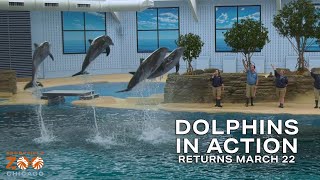 Dolphins in Action Returns March 22 [upl. by Latterll]