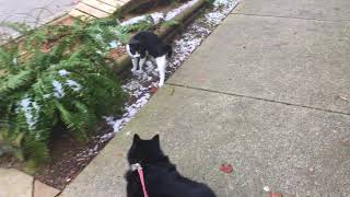 Schipperke Dog Attacked by Evil Nemesis Kitten [upl. by Emelda]