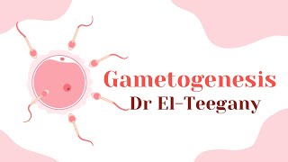 Gametogenesis  Embryology  IBS [upl. by Anselma]