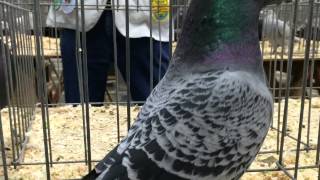 American Show Racer promo video for the 2015 National Pigeon Association Grand National [upl. by Gannie684]