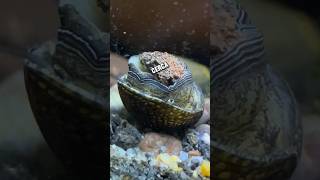 Caracol Neritina ¿En Problemas 🐚😮 pezbetta fishtank fishaquarium pez guppyaquarium aquarium [upl. by Bright893]