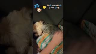 💤🐶😴 Benny spinká 😴🐶💤 [upl. by Cence]