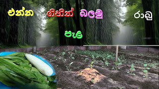 rabu wagava එන්න ගිහින් බලමු රාබු පැළ Nature With Laka [upl. by Costello270]