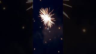 5 Inch Raccoon Canisters By Raccoon Fireworks firework fireworks shorts fireworkdemo [upl. by Ssur]