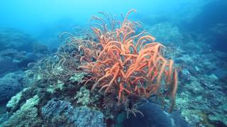 Tioman Island Marine Park [upl. by Lanam]