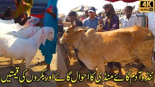 TandoAdam Sindhs Famous Cow and Goat Mandi  Cheapest Cow and Cattle Mandi 2024 Latest Updates [upl. by Adoc]