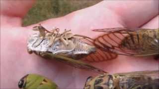 Locusts life cycle Cicadas Hatching Timelapse [upl. by Benjamin]