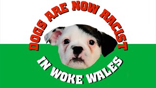 Meanwhile In Woke Wales … [upl. by Haymo]