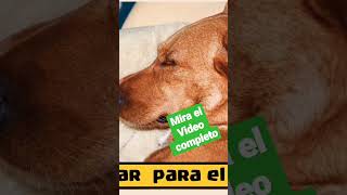 🔴Alivio Rápido para un Perro Dolorido ⏩ Consigue esto Urgente ✅ Video Completo en el 1° Comentario👇 [upl. by Solracesoj]