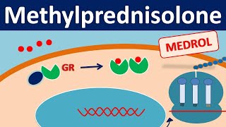 Methylprednisolone  Mechanism side effects precautions amp uses [upl. by Meade]