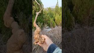 bunjinbonsai yamadori tree on mountain [upl. by Yannodrahc]