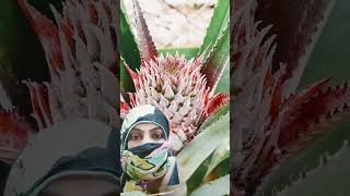 Ananas pineaple fruit ytshort [upl. by Enwahs]