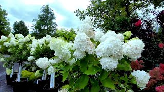 Hydrangeas garden yourgarden yourbackyard [upl. by Nuahsal758]