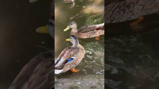 Mallard ducks in a stream 小川のマガモ shorts [upl. by Gefell]