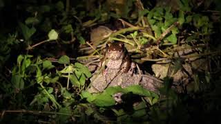 Glandular Frog Hylarana glandulosa at Krau Wildlife Reserve [upl. by Perlman116]