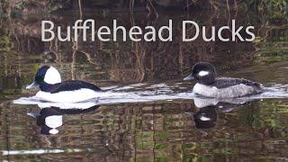 Bufflehead Ducks on the Pond [upl. by Notelrahc528]