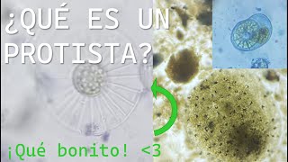 ¿Qué es un protista ¿Ya no son un reino  Deinospalaios curiosidades prehistóricas [upl. by Katusha]