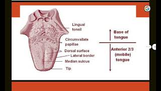 histology lec4 part 8 filiform papillae [upl. by Dibbell]