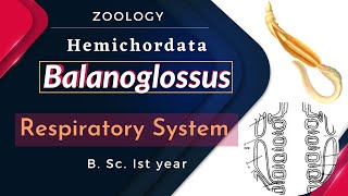 Balanoglossus  Respiratory System  B Sc Ist year  Zoology [upl. by Aisekal]