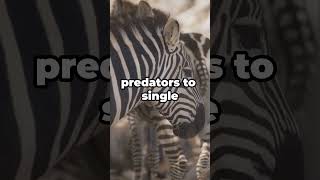 Playful Zebras Compilation Adorable and Wild Zebras in Action [upl. by Hoban]