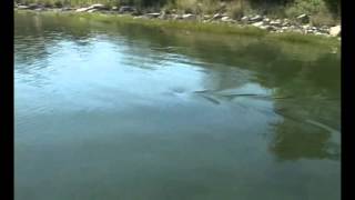 Great White Shark in Massachusetts salt pond 2 [upl. by Lectra515]