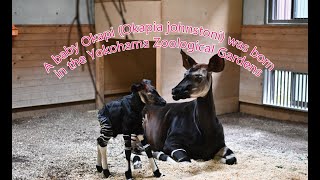 【ズーラシア公式】A baby Okapi Okapia johnstoni was born in the Yokohama Zoological Gardens ZOORASIA [upl. by Shriner457]