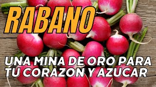 Beneficios del rábano  15 propiedades y beneficios del rábano como se come y contraindicaciones [upl. by Sheelagh]