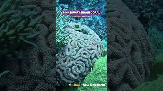 Stunning Wild Pink Brain Coral Lobophyllia hemprichii shorts ocean coral aquarium wild [upl. by Buote]