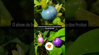 psychotria e suas cores vida plantas vidananatureza garden naturezaviva frutifera nature [upl. by Coyle301]