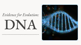 Evidence for Evolution DNA [upl. by Annoed]