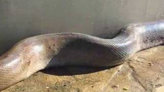 Giant Snake found at a water treatment plant [upl. by Ialda]