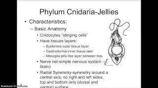 Sponges and Jellies Lecture [upl. by Noryahs]